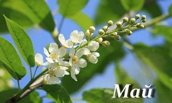 картинки май на рабочий стол красивые (4)