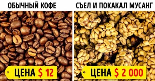 Дорогие продукты для богатых